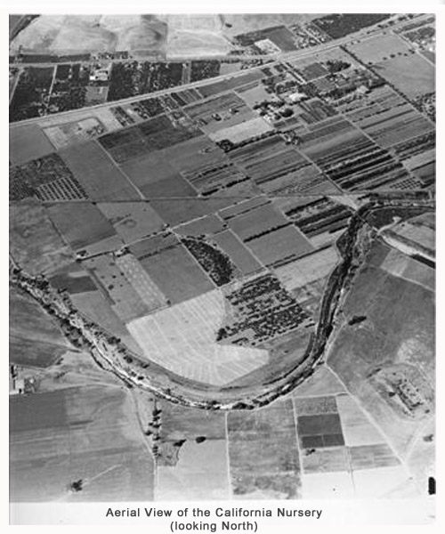 Aerial photograph of the California Nursery (looking North)