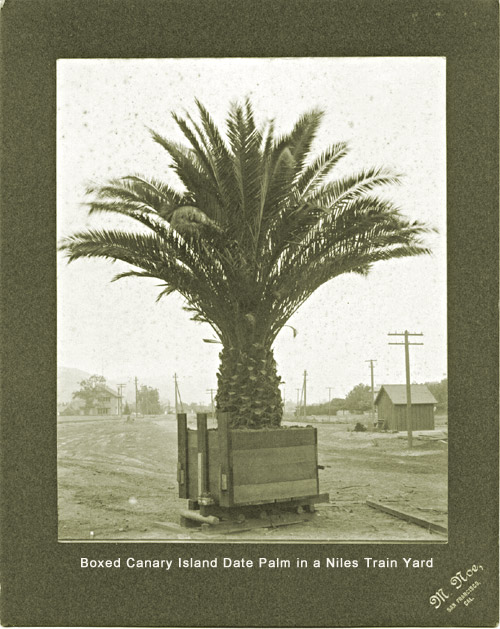 California Nursery Co. A Canary Island Date Palm boxed for shipment