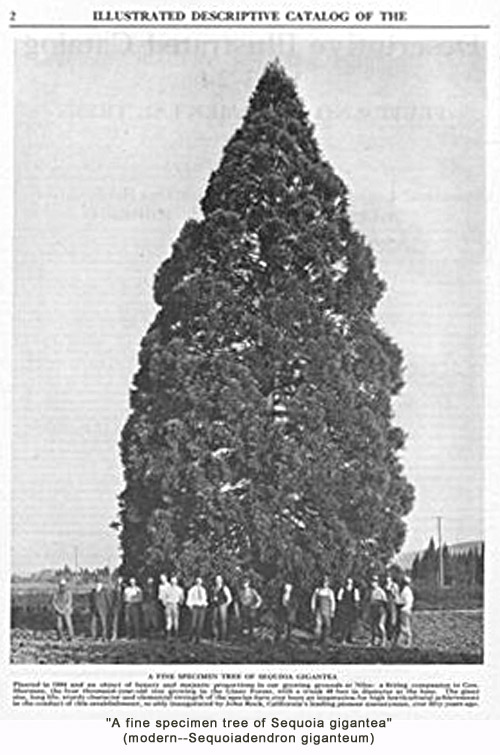 California Nursery Co. Giant Sequoia specimen at the Nursery