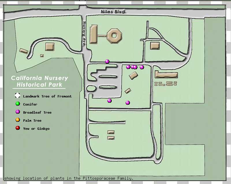 California Nursery Company tree inventory map