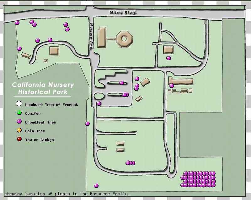 California Nursery Company tree inventory map