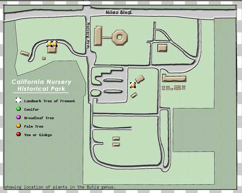California Nursery Company tree inventory map