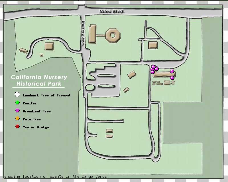 California Nursery Company tree inventory map