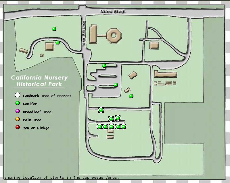 California Nursery Company tree inventory map