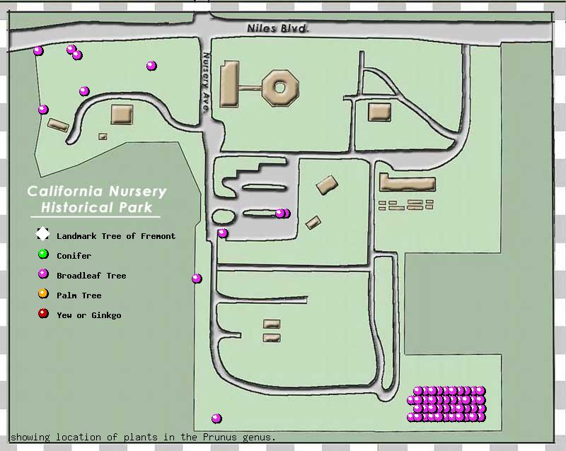 California Nursery Company tree inventory map