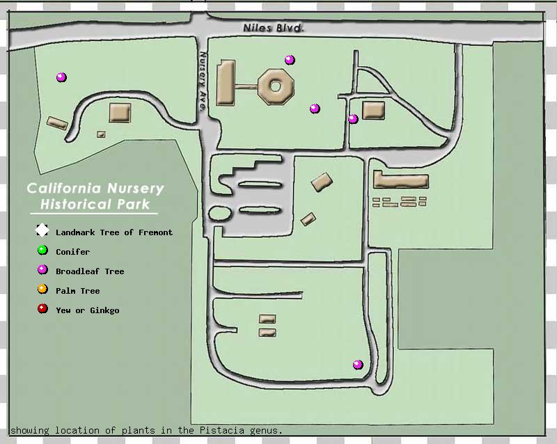 California Nursery Company tree inventory map