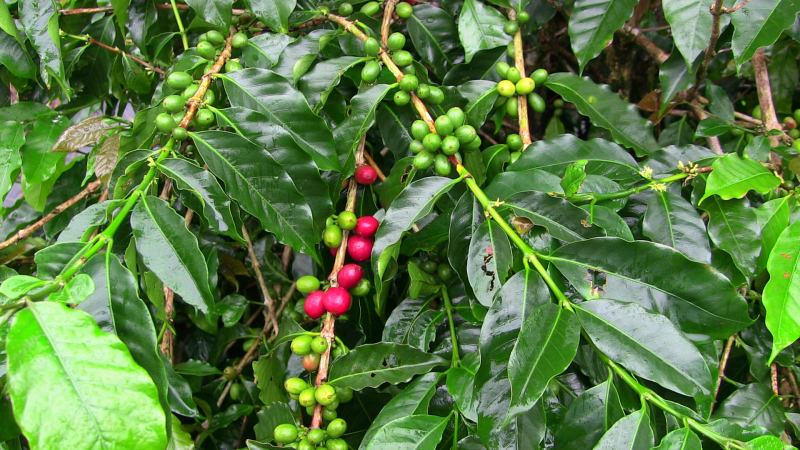 Plant Seed Sales