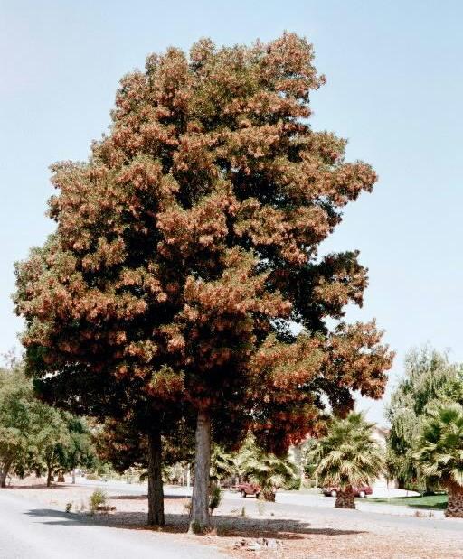 Acacia melanoxylon