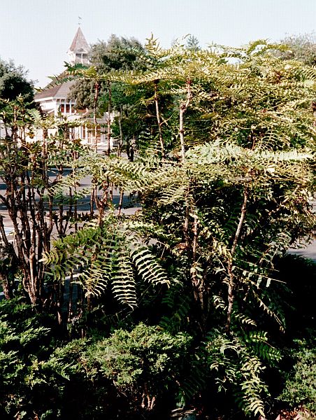 Mahonia lomariifolia