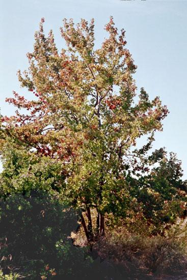 Styraciflua hamamelidaceae