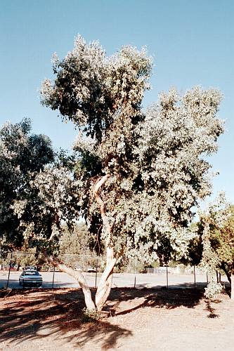 Eucalyptus populnea