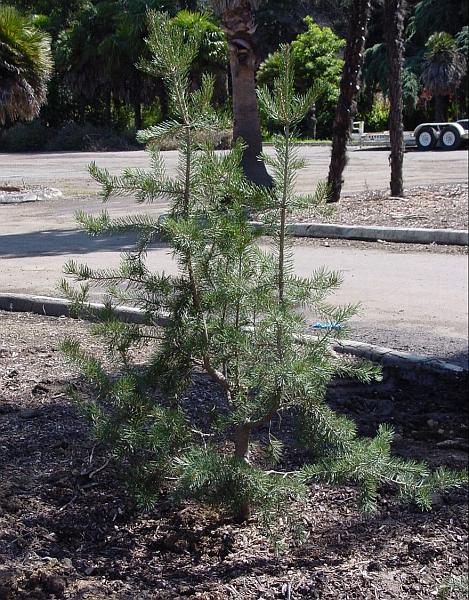 Pinus edulis