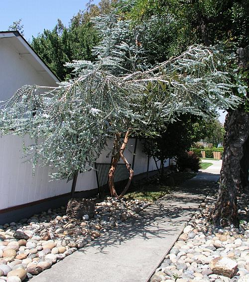 Eucalyptus pruinifera