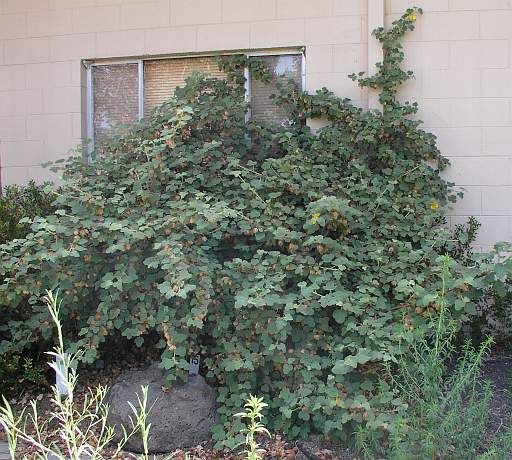 Fremontodendron californicum