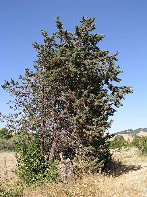 Cupressus arizonica var. stephensonii
