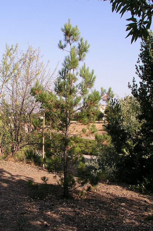 Pinus brutia subsp. eldarica