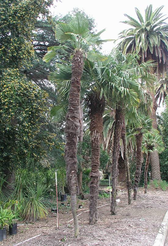 Trachycarpus wagnerianus